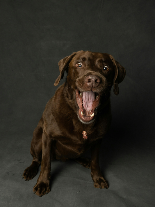 The Benefits Of Feeding Your Dog Gently Cooked Food