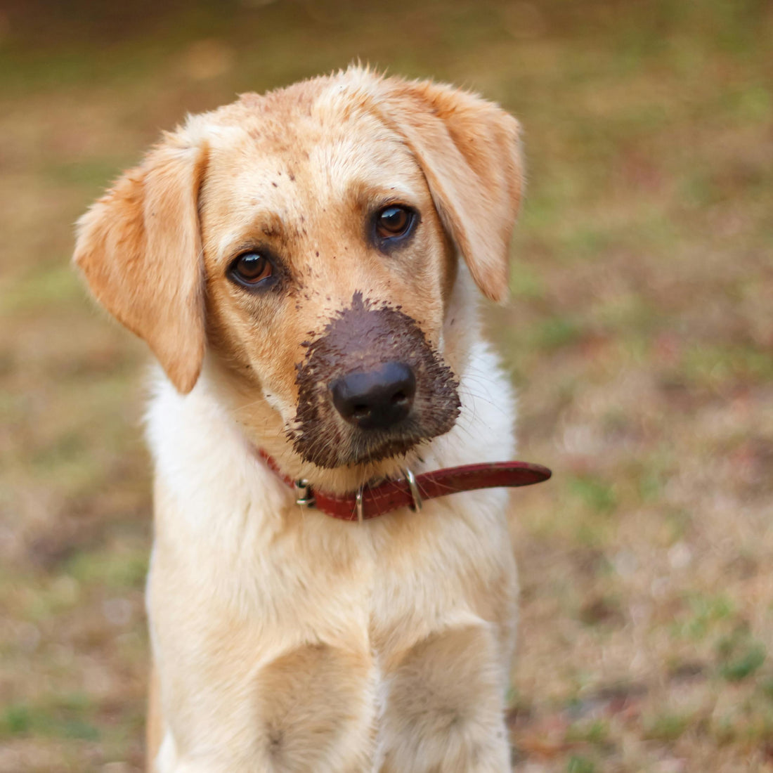 A Comprehensive Guide To Labrador Retrievers