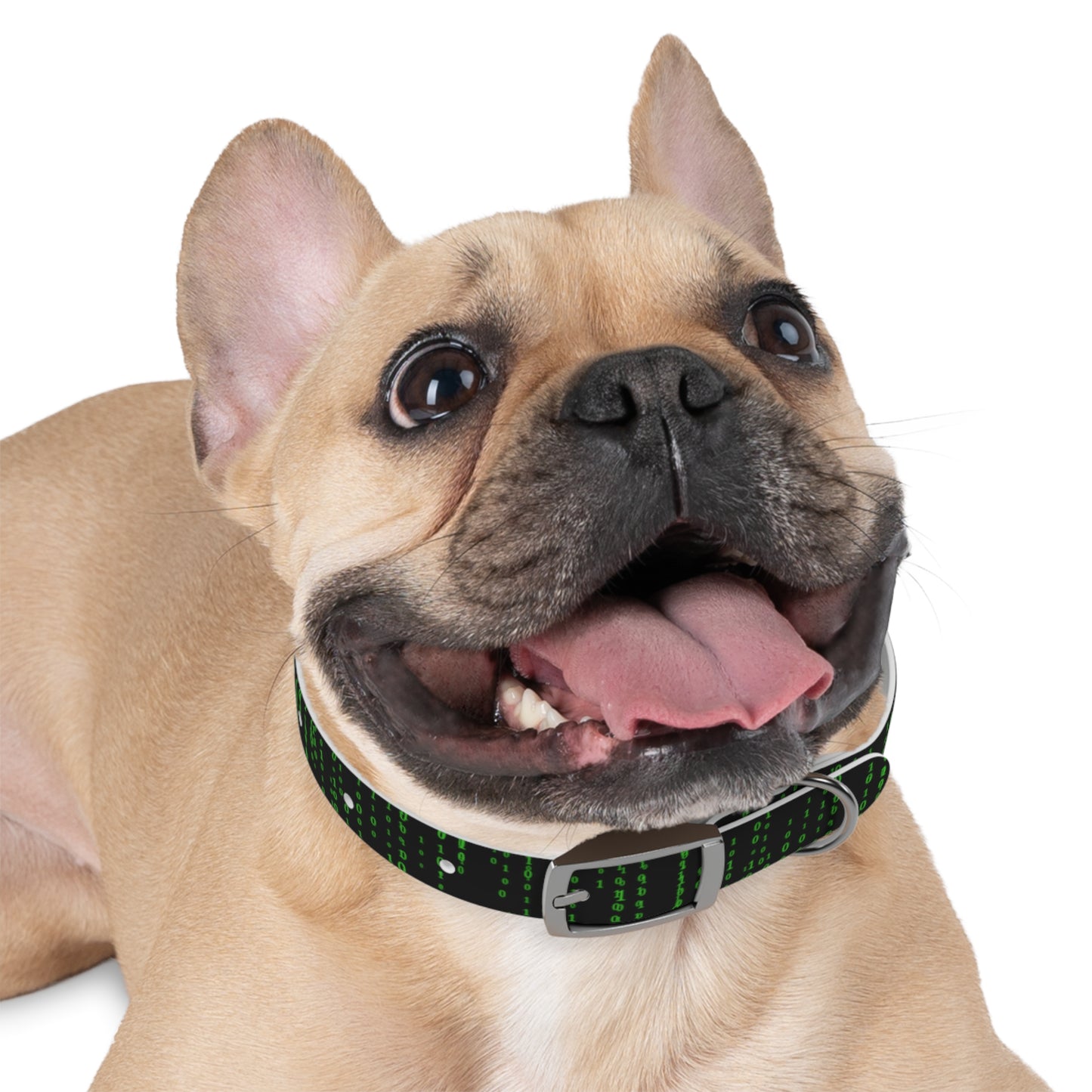 Matrix Code Dog Collar