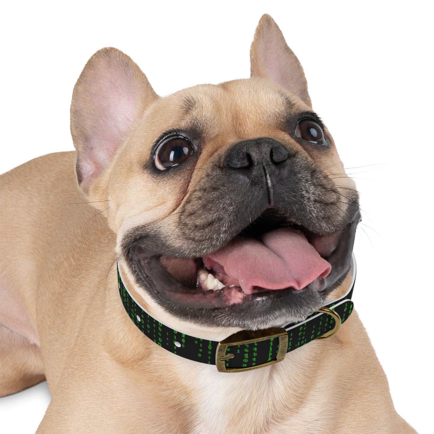 Matrix Code Dog Collar